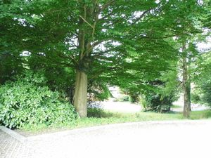 Wooded Area to Front- click for photo gallery